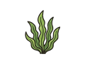 Seaweed illustration