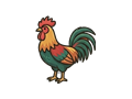 Rooster illustration