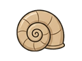 Snail shell illustration