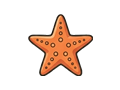 Starfish illustration