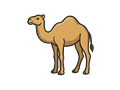 Camel illustration