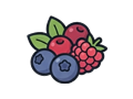 Berries illustration