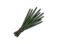 Pine needle bundle illustration