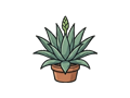 Agave illustration