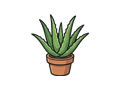 Aloe illustration