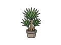 Yucca illustration
