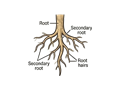 Root diagram illustration