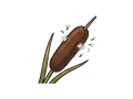 Cattail seed head illustration