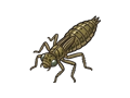 Dragonfly larva illustration