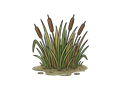 Reeds illustration