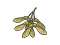 Sycamore seed illustration