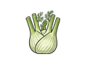 Fennel bulb illustration