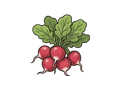 Radish bunch illustration